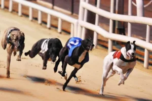 Cách Chơi Game Nhanh Đua Chó Tại FB88 Từ Cao Thủ